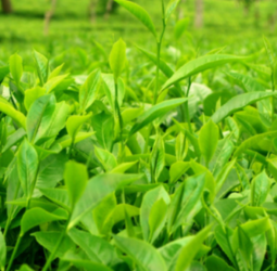 A Resilient Tea Industry—Ready To Meet the Challenge