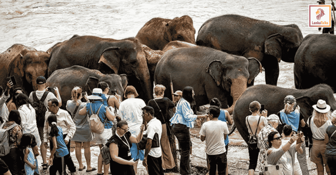 Over 50k tourists in the first eight days of Dec.