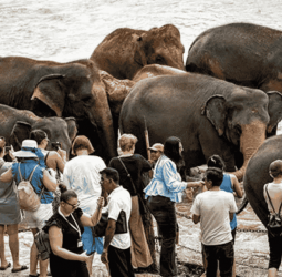 Over 50k tourists in the first eight days of Dec.