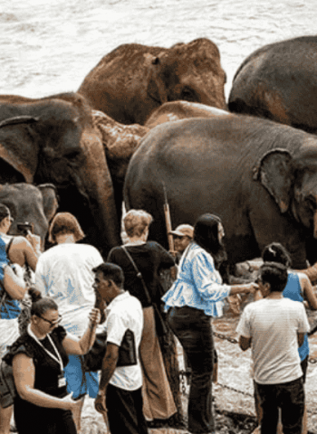 Over 50k tourists in the first eight days of Dec.