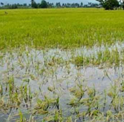 Restoration of canals damaged due to floods caused by Cyclone Ditwah underway