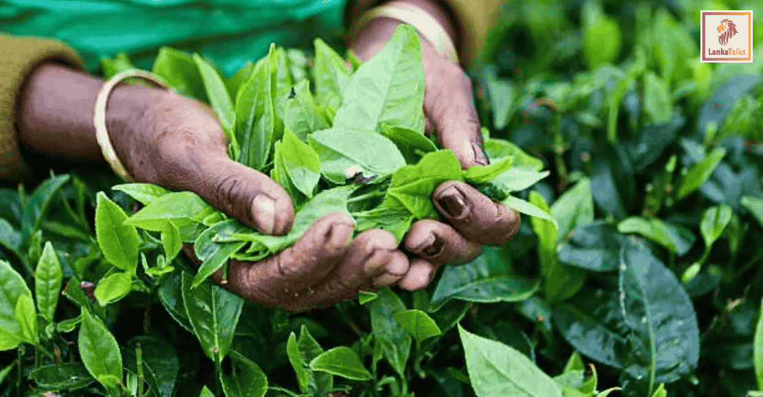 Tea production posts: 8.1% volume contraction in Q3