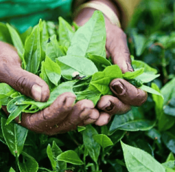 Tea production posts: 8.1% volume contraction in Q3