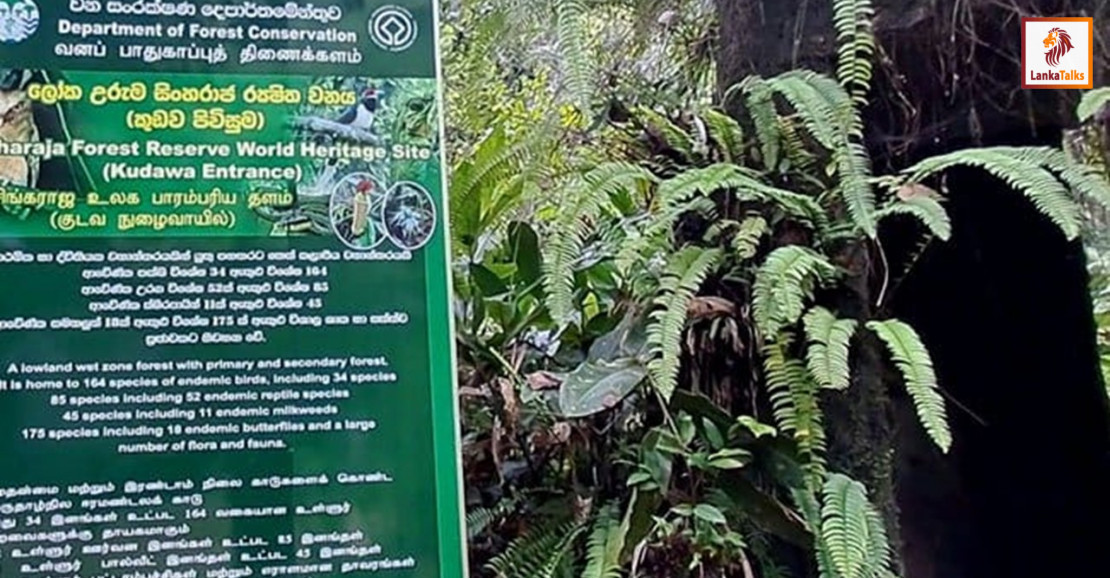Kudawa entrance to Sinharaja Reserve closed for six days