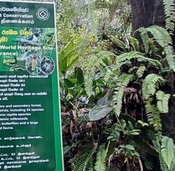 Kudawa entrance to Sinharaja Reserve closed for six days