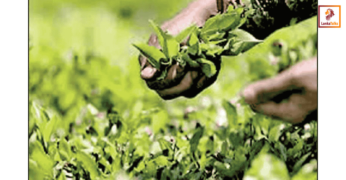 Fertiliser shortages threaten plantation sector output, PA warns