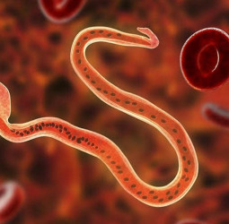 SL targets eliminating filarial worms