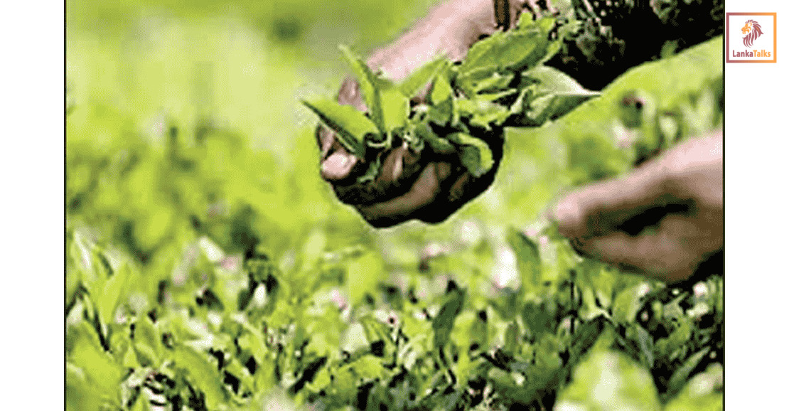 Fertilizer shortages threaten to wither Sri Lanka’s plantation sector output