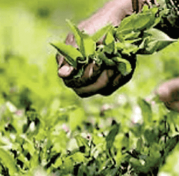 Fertilizer shortages threaten to wither Sri Lanka’s plantation sector output