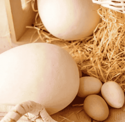 The festivity of Easter