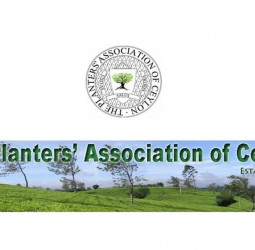 Tea smallholdings: Planters reject subsidy, seek cheaper fertiliser