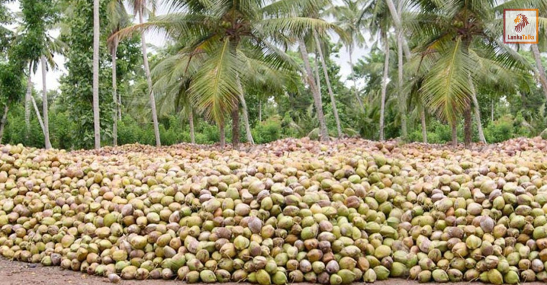 Limited impact on coconut exports due to ME crisis