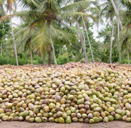 Limited impact on coconut exports due to ME crisis