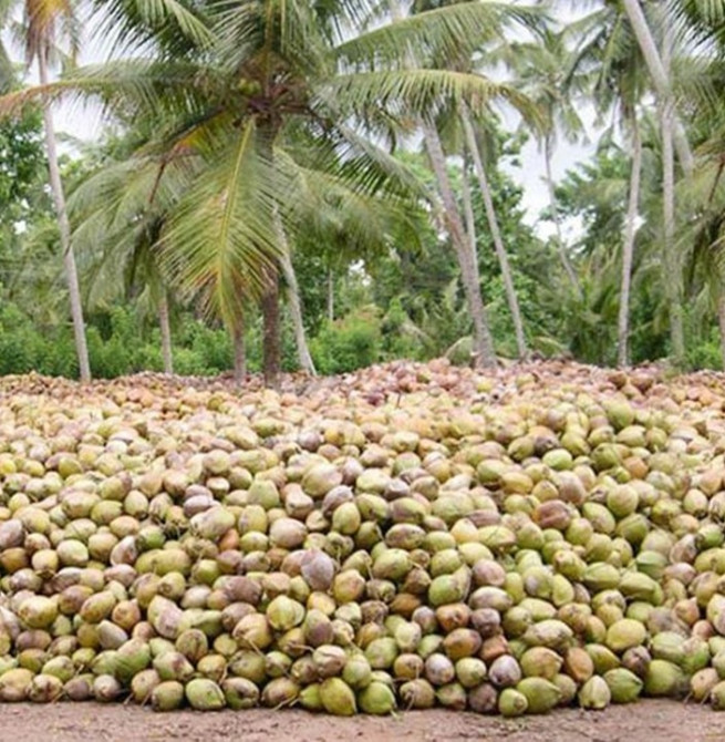 Limited impact on coconut exports due to ME crisis
