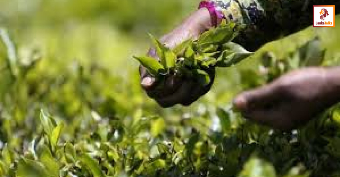Tea prices rise despite loss of Iranian market