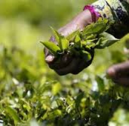 Tea prices rise despite loss of Iranian market