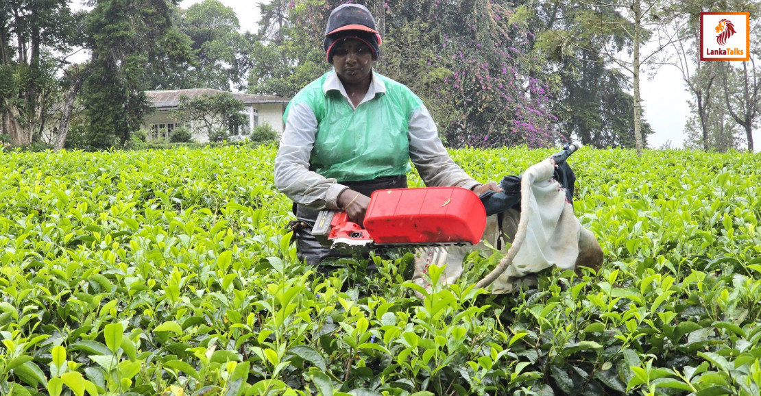 Mechanized Tea Plucking: A Technology that Transforms Tradition and Eases the Burden on Tea Pluckers