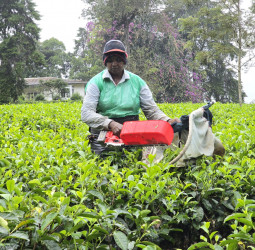 Mechanized Tea Plucking: A Technology that Transforms Tradition and Eases the Burden on Tea Pluckers