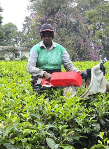 Mechanized Tea Plucking: A Technology that Transforms Tradition and Eases the Burden on Tea Pluckers
