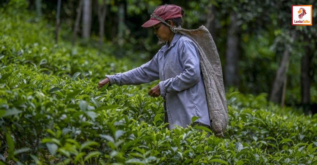Tea production to surpass 290 million kg: SLTB