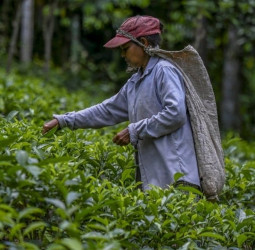 Tea production to surpass 290 million kg: SLTB
