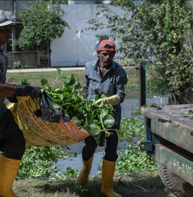 'Hyacinthesis' Accelerator launches to convert Water Hyacinth into livelihood opportunities