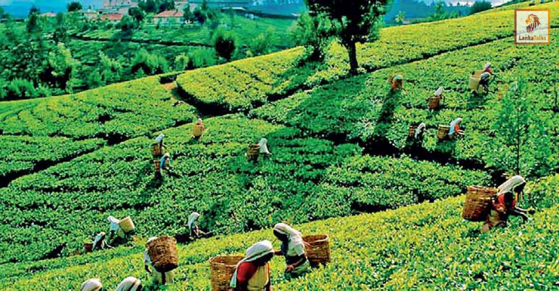 Tea export volume up 7% YoY in January; average FOB up 5.6%