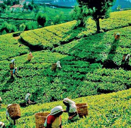 Tea export volume up 7% YoY in January; average FOB up 5.6%