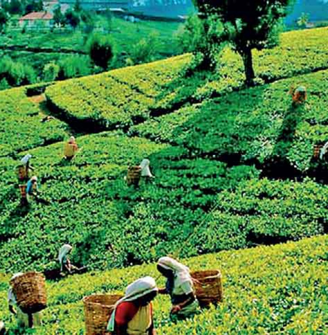 Tea export volume up 7% YoY in January; average FOB up 5.6%