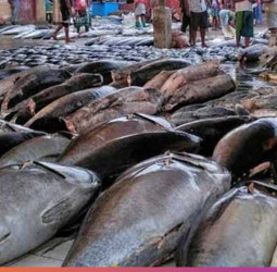 Fish prices rise post-fishers protest