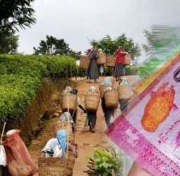 Salaries, pensions: Plantation daily wage hiked by Rs. 200