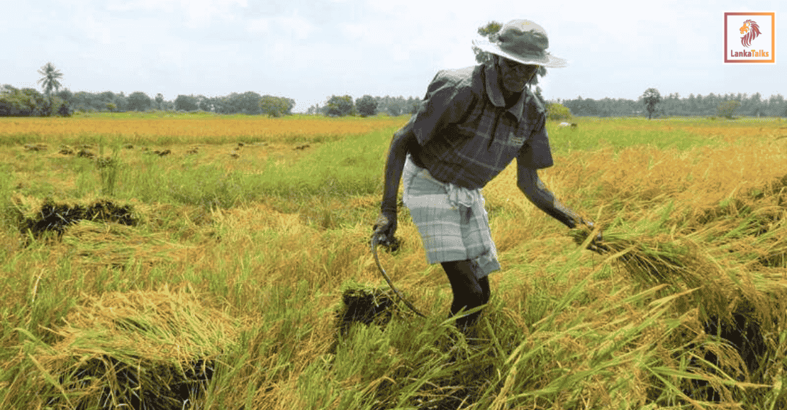 Post-Ditwah food security strategy under scrutiny