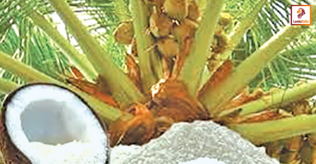 Coconut production records notable YoY increase