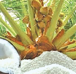 Coconut production records notable YoY increase