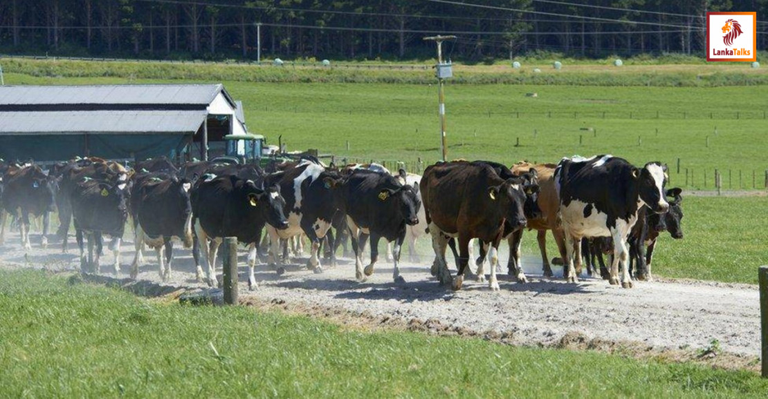 Chinese firms to invest in dairy farming, export agriculture