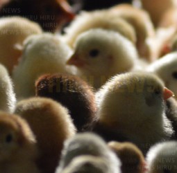 Flood risk could accelerate consolidation in Lanka’s poultry industry: SC Securities