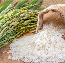 Rice shortage fears ahead of festive season