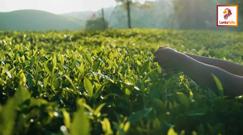 Tea production: Ceylon tea sees marginal 0.57% rise in 2025