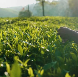Tea production: Ceylon tea sees marginal 0.57% rise in 2025