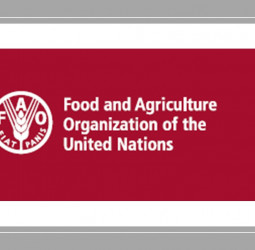 For Ditwah recovery, food security: FAO makes international appeal
