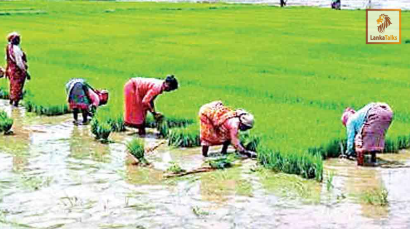 Concessionary pledge loan scheme of Rs.10bn to support paddy millers from January 2026