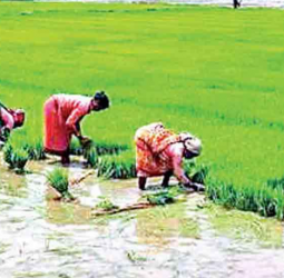 Concessionary pledge loan scheme of Rs.10bn to support paddy millers from January 2026