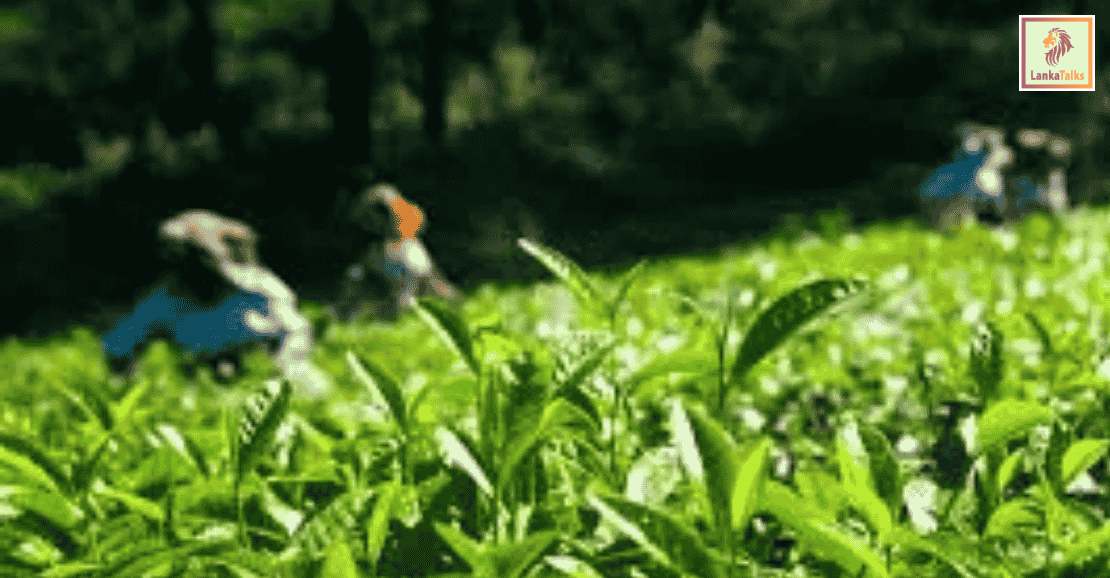 2025 to set tea export record?