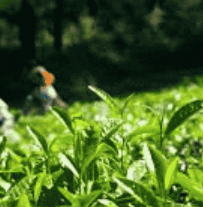 2025 to set tea export record?