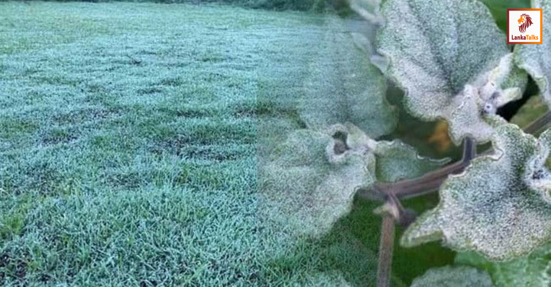 Agri. Min.: Refutes Nuwara Eliya crop damage