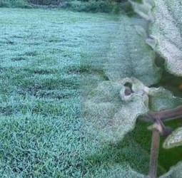 Agri. Min.: Refutes Nuwara Eliya crop damage