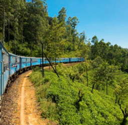 Ella Odyssey resumes service today