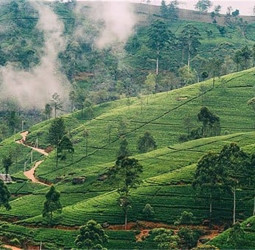 Nuwara Eliya records lowest temperature today