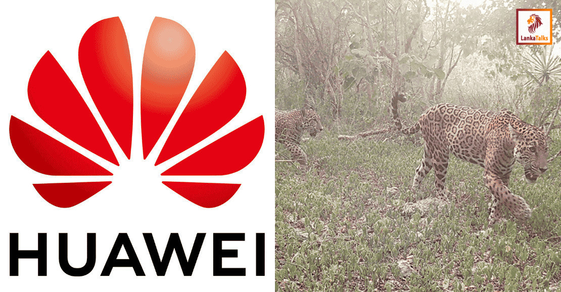 Huawei and Partners Receive GSMA Global Mobile LATAM Award for Tech4Nature Mexico Project to Protect  Jaguars