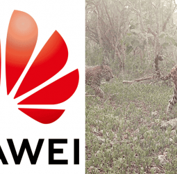 Huawei and Partners Receive GSMA Global Mobile LATAM Award for Tech4Nature Mexico Project to Protect  Jaguars